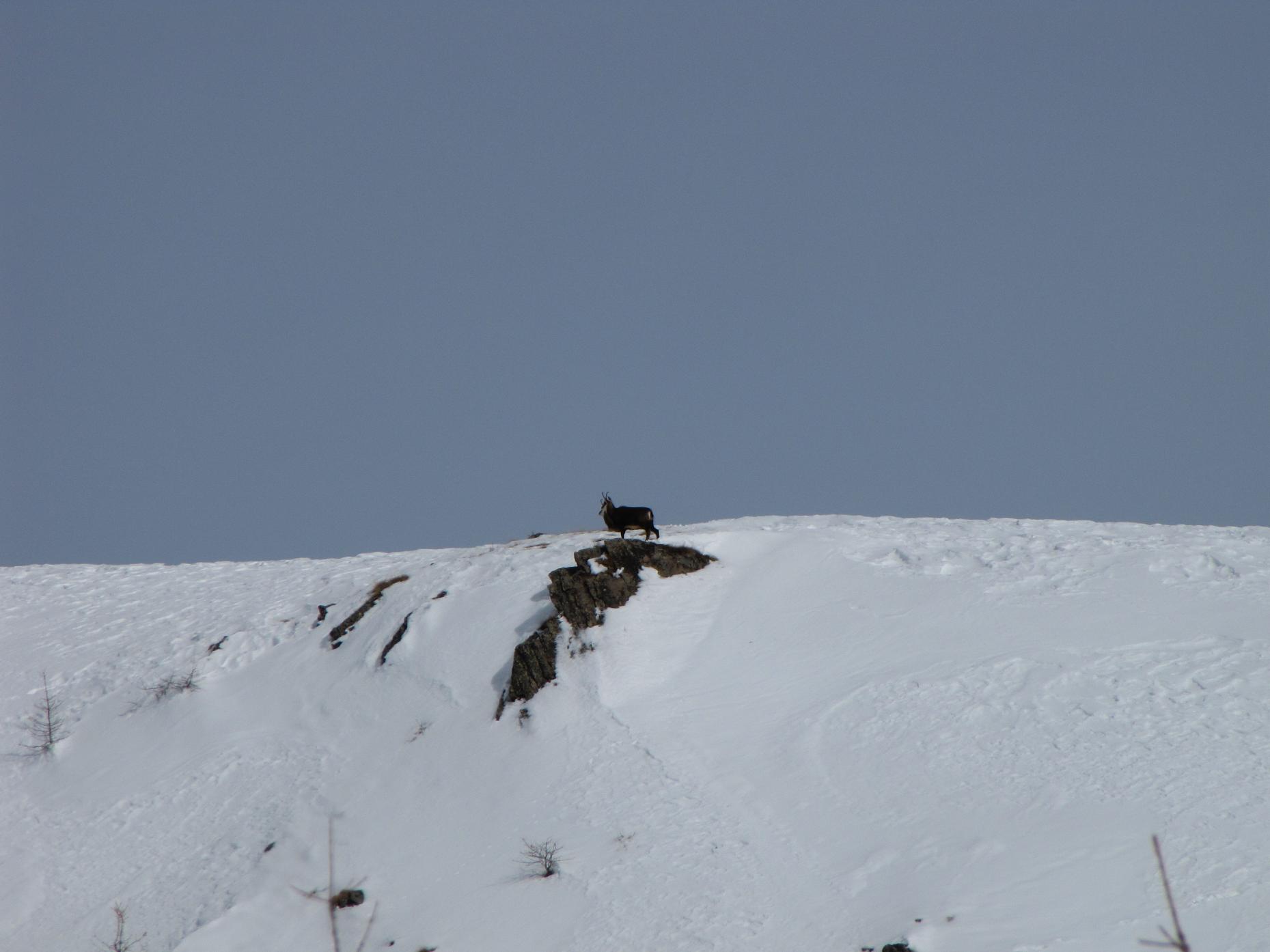 I camosci tornano a correre